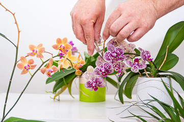 Orchids flowers in pot. Care of potted plants at home. Phalaenopsis. Orchidaceae.