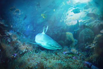 Fototapeta na wymiar Hai in einem Korallen Riff