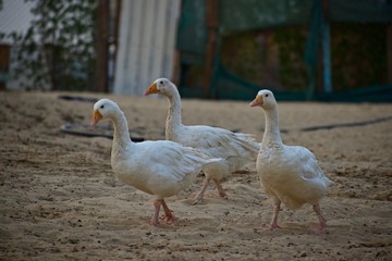 Obraz premium group of geese