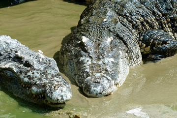 Obraz premium Krokodile in einer Krokodilfarm