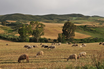 Sheep herd on a wheat-field near Dougga, northern Tunisia