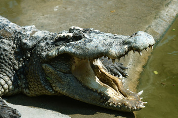 Krokodile in einer Krokodilfarm