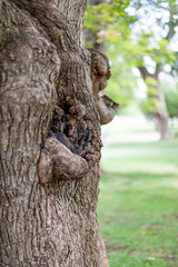 The Root of The Tree