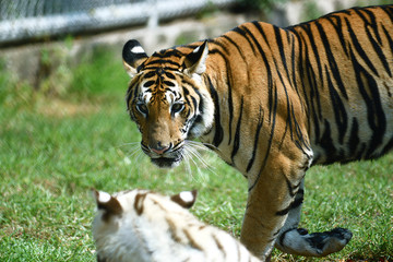 zwei junge Tiger in einem Tierpark in Asien