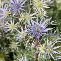 Sea Holly (Eryngium sp).