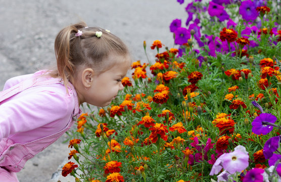 Cute Child Smelling French Marigolds In Flower Bed In The Summer Park