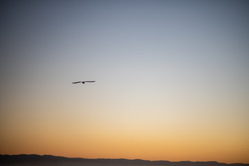 Fototapeta na wymiar Seagull gliding through sky as the sun rises in background