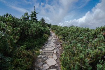 Na szlaku kierunek Babia Góra. Beskid Żywiecki. Polska 