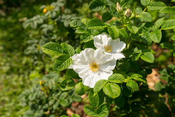 Wild white rose, Rosa Rugosa (Alba Plena) flower in the garden. 