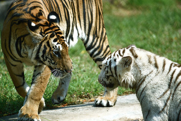 zwei junge Tiger in einem Tierpark in Asien