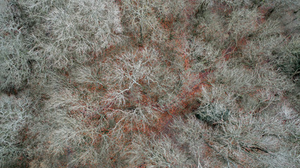 looking down on bare trees in striking colour contrast, aerial drone shot