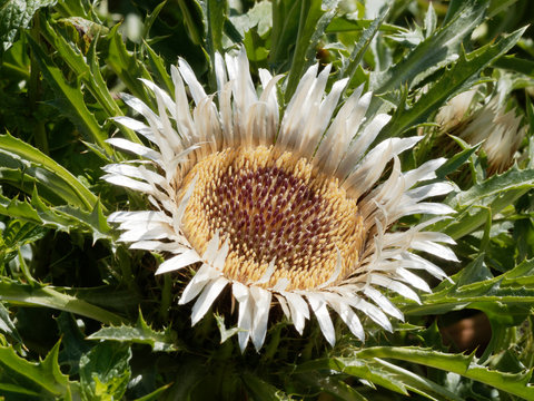 (Carlina acaulis) Detailaufnahme des Bl&uuml;tenstandes Silberdistel