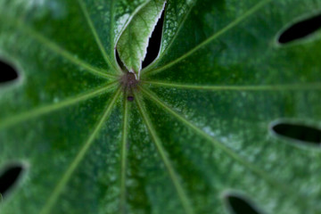Green Leaves