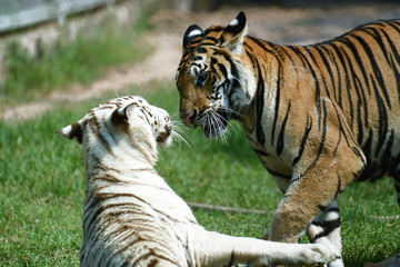 zwei junge Tiger in einem Tierpark in Asien