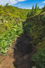 Fototapeta na wymiar lonely hiking path surrounded by plants and trees, Sao Miguel Island, Azores, Portugal
