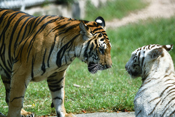 zwei junge Tiger in einem Tierpark in Asien