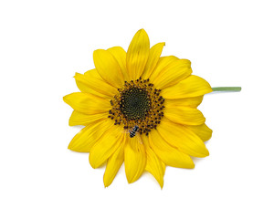 Young sunflower flower with insect isolated on a white background with a light sunny shadow.
