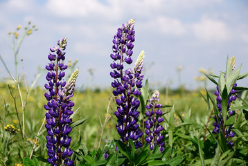 Lupins in the summer
