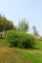 Obraz premium Trees on the hillside
