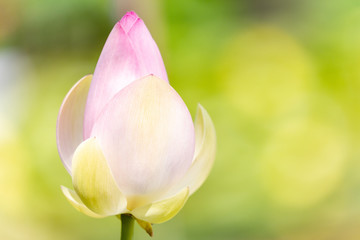 Macro of a sacred lotus