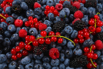Blackberry, raspberry, blueberry,  red currant and mint background.
