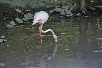 pink flamingo bird in natural habitat