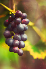 Black Grapes Red Wine