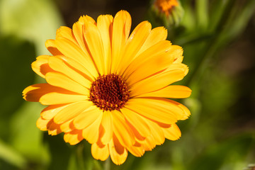 Macro of a common marigold