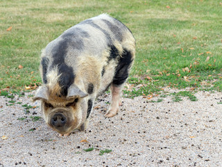 Hängebauchschwein