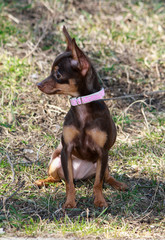 portrait of russian toy terrier