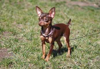 portrait of russian toy terrier