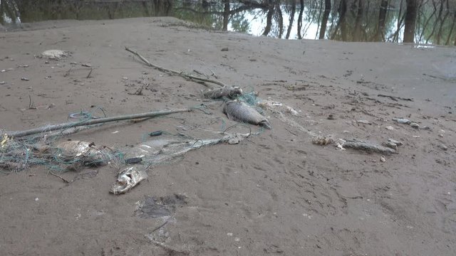 Forsaken net with dead fish after spring flood recession, fish kill, Illegal fishing. Partially eaten by gulls and decomposed Wild Carp and Sabrefish