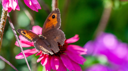 papillon sirotant son nectar