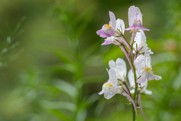 Löwenmäulchen mit Regentropfen im Garten