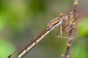 demoiselle posé sur une brindille