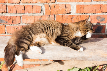 happy cat basking in the sun on a bench near a brick wall