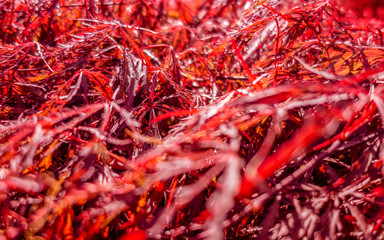 blood maple leaves