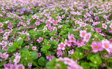 pink flowers