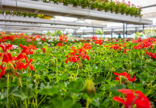 greenhouse scenery
