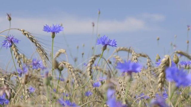 Wheat with cornflowers in field on background blue sky. Grain harvesting season.