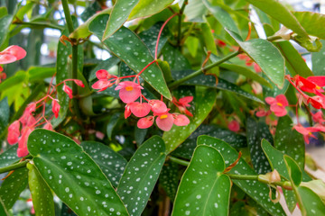 red flowers