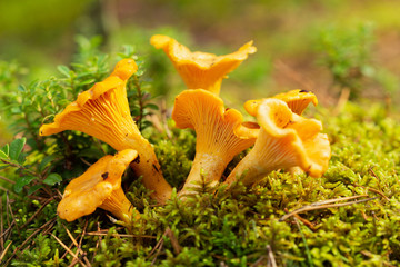 Chanterelle mushrooms in a forest. Edible mushrooms - obrazy, fototapety, plakaty