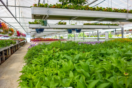 greenhouse scenery