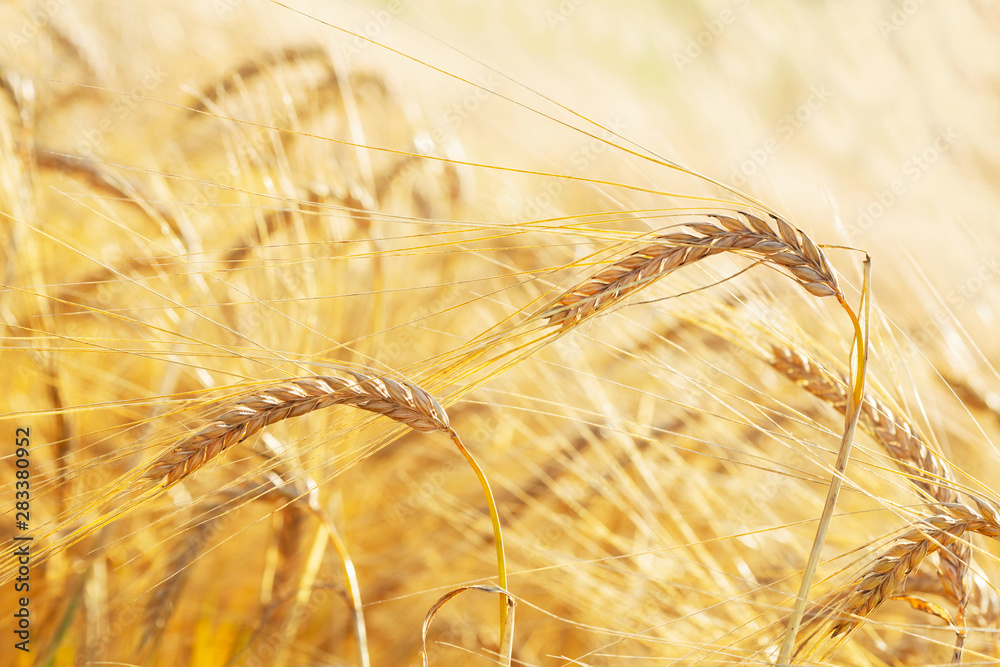 Wall mural ears of barley in a field. harvesting period