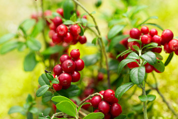 bush of ripe cowberry in a forest