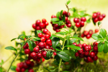 bush of ripe cowberry in a forest