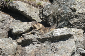 Obraz premium marmotte