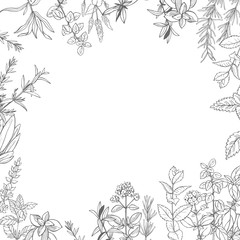 Fototapeta premium Hand drawn spicy herbs. Rosemary. Vector sketch illustration.