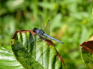 Slaty Skimmer, Rhode Island, USA