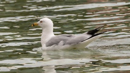 seagull on water